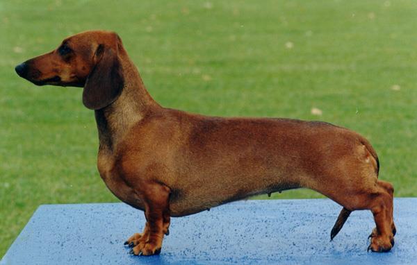 Meggie Vom Golf | Dachshund 