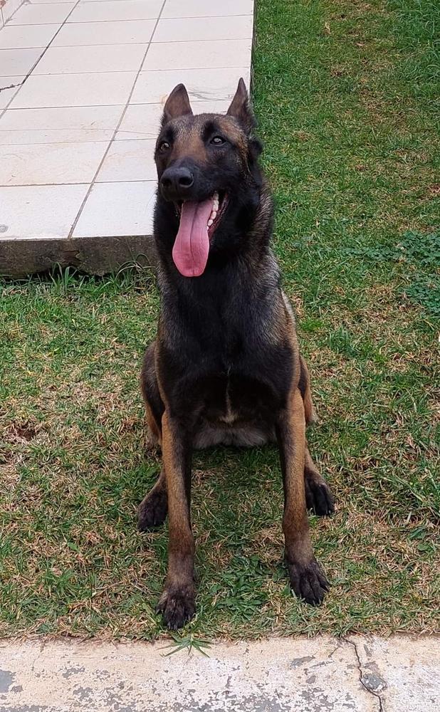 Tequila Escola Cães de Proteção | Belgian Malinois 