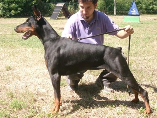 Giasmine dei Nobili Nati | Black Doberman Pinscher