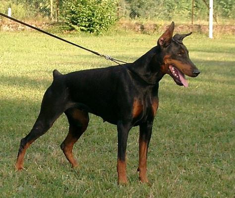 Goldengoal dei Nobili Nati | Black Doberman Pinscher