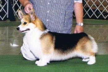 Applecor Brynlea Hidden Agenda | Pembroke Welsh Corgi 