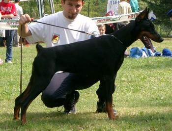 Flou dei Nobili Nati | Black Doberman Pinscher