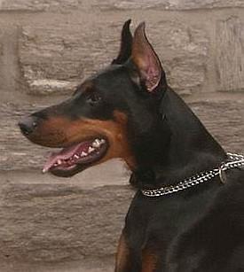 Frivola dei Nobili Nati | Black Doberman Pinscher