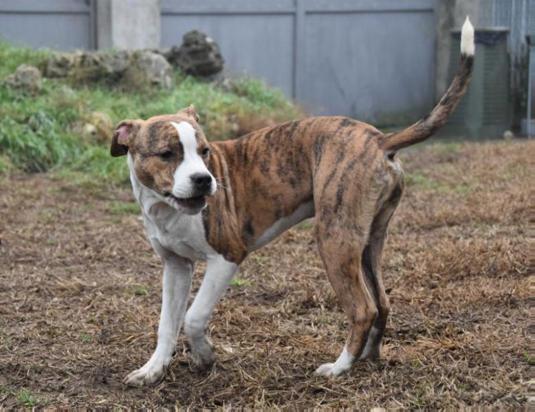 Metal Master Bruce Banner | American Staffordshire Terrier 