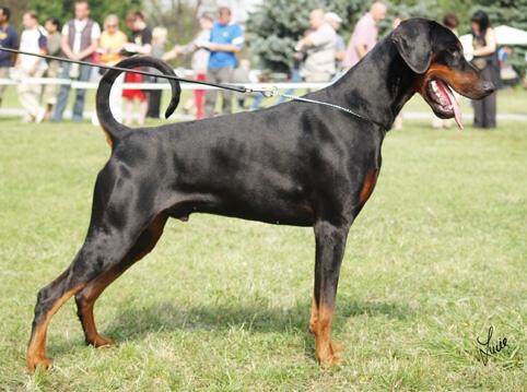 Falco v. Nemesis | Black Doberman Pinscher