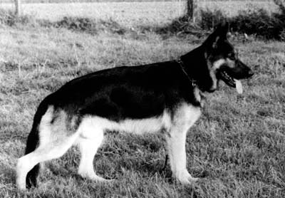 Veus von Ecclesia Nova | German Shepherd Dog 