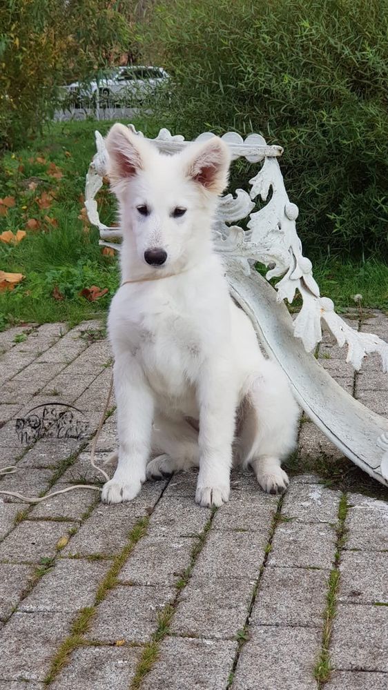 Neznoe Chudo Ot Big Hauz Daffni | White Swiss Shepherd Dog 