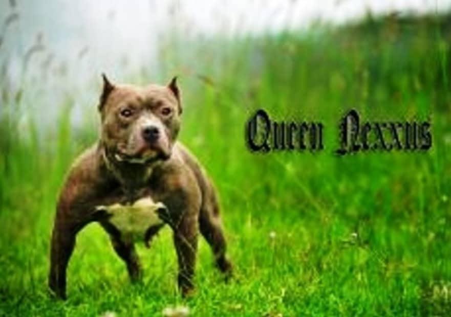 FBK QUEEN NEXXUS | American Pit Bull Terrier 