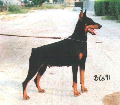 Kutyahegyi Hora | Black Doberman Pinscher