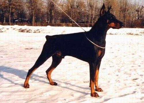 Valencia Brissli | Black Doberman Pinscher