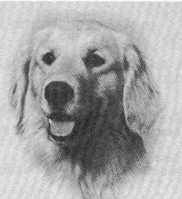 Sunhaven Amberac's Aruba | Golden Retriever 