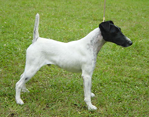 Yakato od Rytire Malovce | Smooth Fox Terrier 