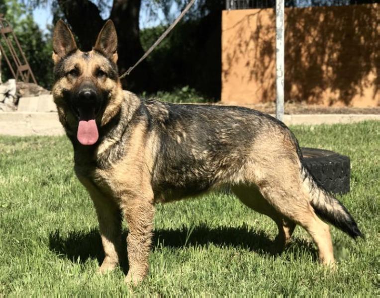 Quinzi vom Poppitz | German Shepherd Dog 