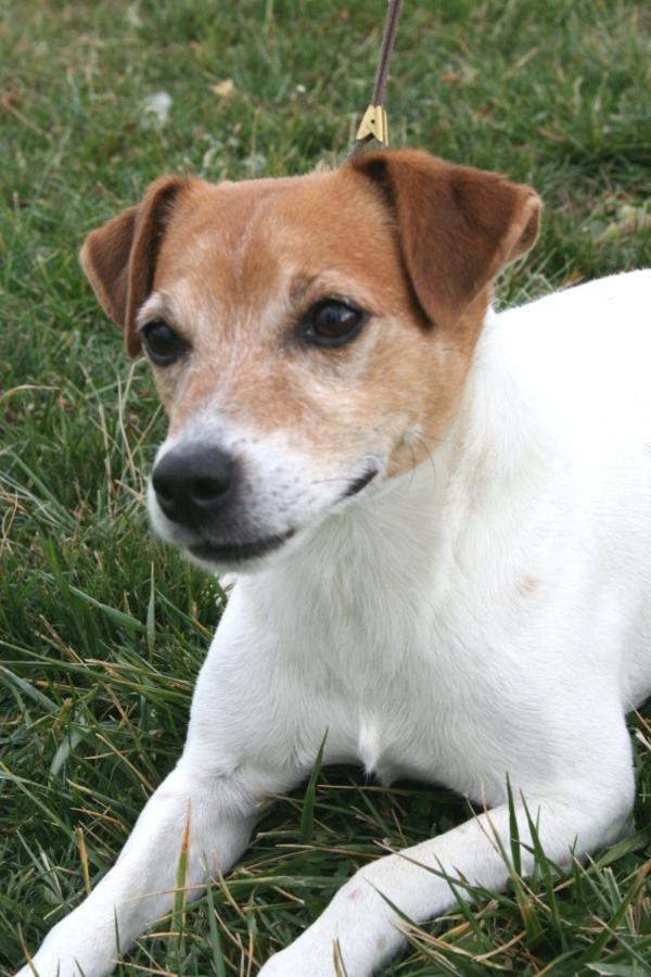 Button Top Jeep | Parson Russell Terrier 