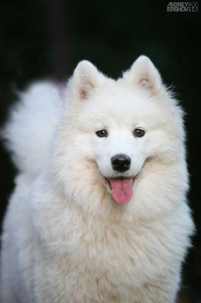 Beloe Chudo Egoza Sigrun | Samoyed 