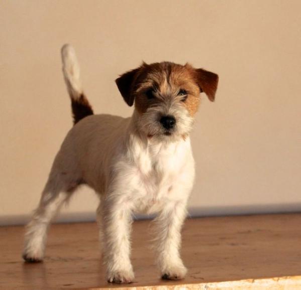 Speedex Moonlight | Jack Russell Terrier 