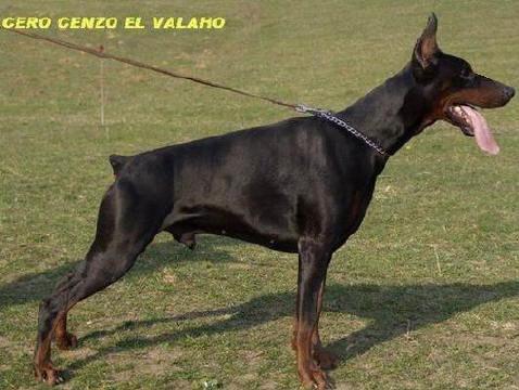 Cero Cenzo El Valaho | Black Doberman Pinscher