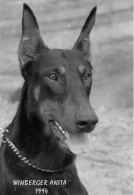 Weinberger Arita | Black Doberman Pinscher