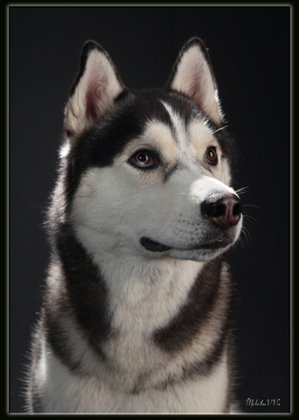 Nordic Challenger Sheen Yakutag | Siberian Husky 