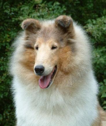 Overland Endless Summer | Rough Collie 