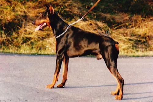 Bristot Y.G. | Black Doberman Pinscher