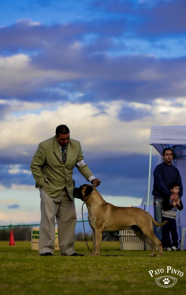 Dead Man`s Chest Alma Stone | Bullmastiff 