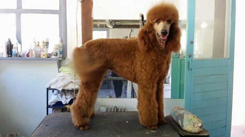 Rubi Quindim | Poodle 