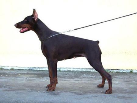 Paloma Picasso iz Doma Domeni | Brown Doberman Pinscher