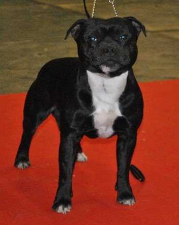 Deep Impact Kimva | Staffordshire Bull Terrier 