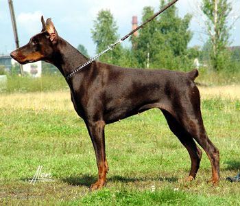 Pink Shardone iz Doma Domeni | Brown Doberman Pinscher