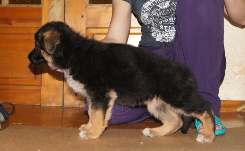 Shumihoff Nikol | German Shepherd Dog 
