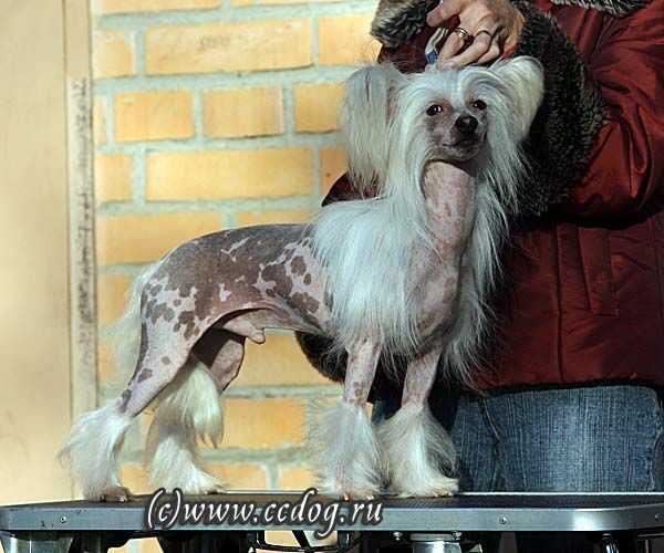 Moonswift Mystical Star | Chinese Crested 