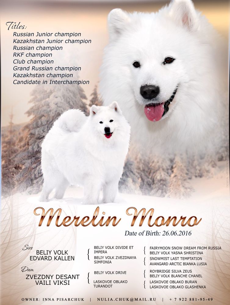 Merelin Monro | Samoyed 