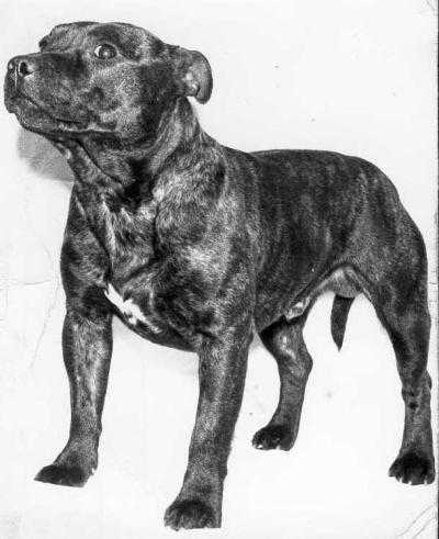 Monkhill Marcus | Staffordshire Bull Terrier 