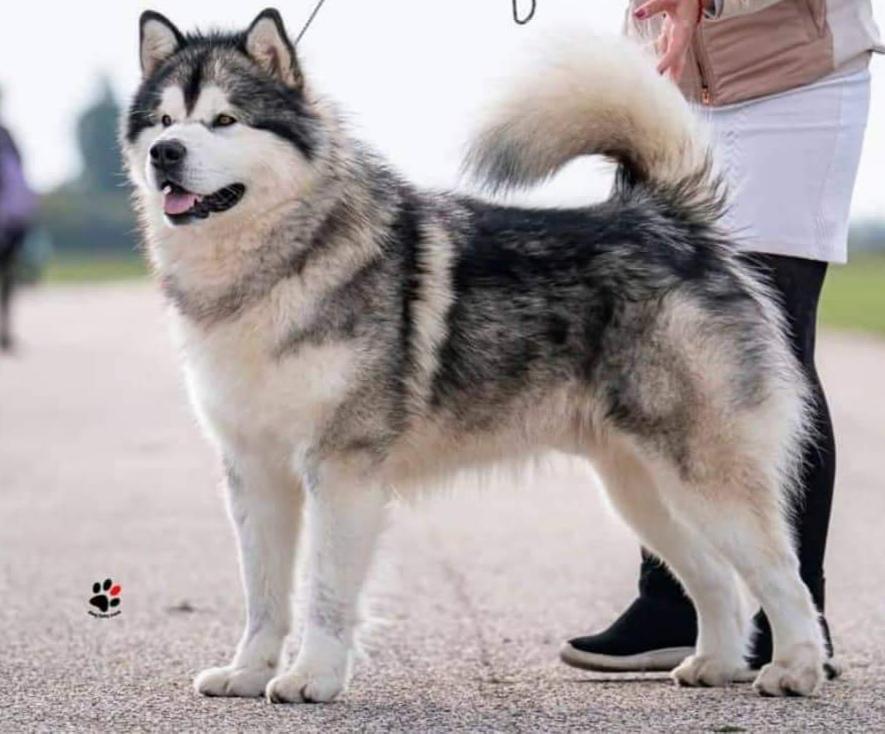 Black Jack New Arctic Storm | Alaskan Malamute 