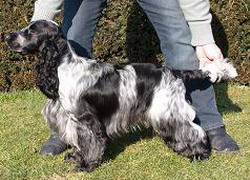 High Jumper Vom Schloss Hellenstein | English Cocker Spaniel 