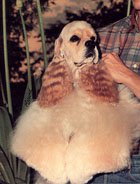 Palm Hill's Caro Bu's Solid Gold | American Cocker Spaniel 