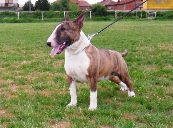 Duncan guardian tiger secrets | Bull Terrier 