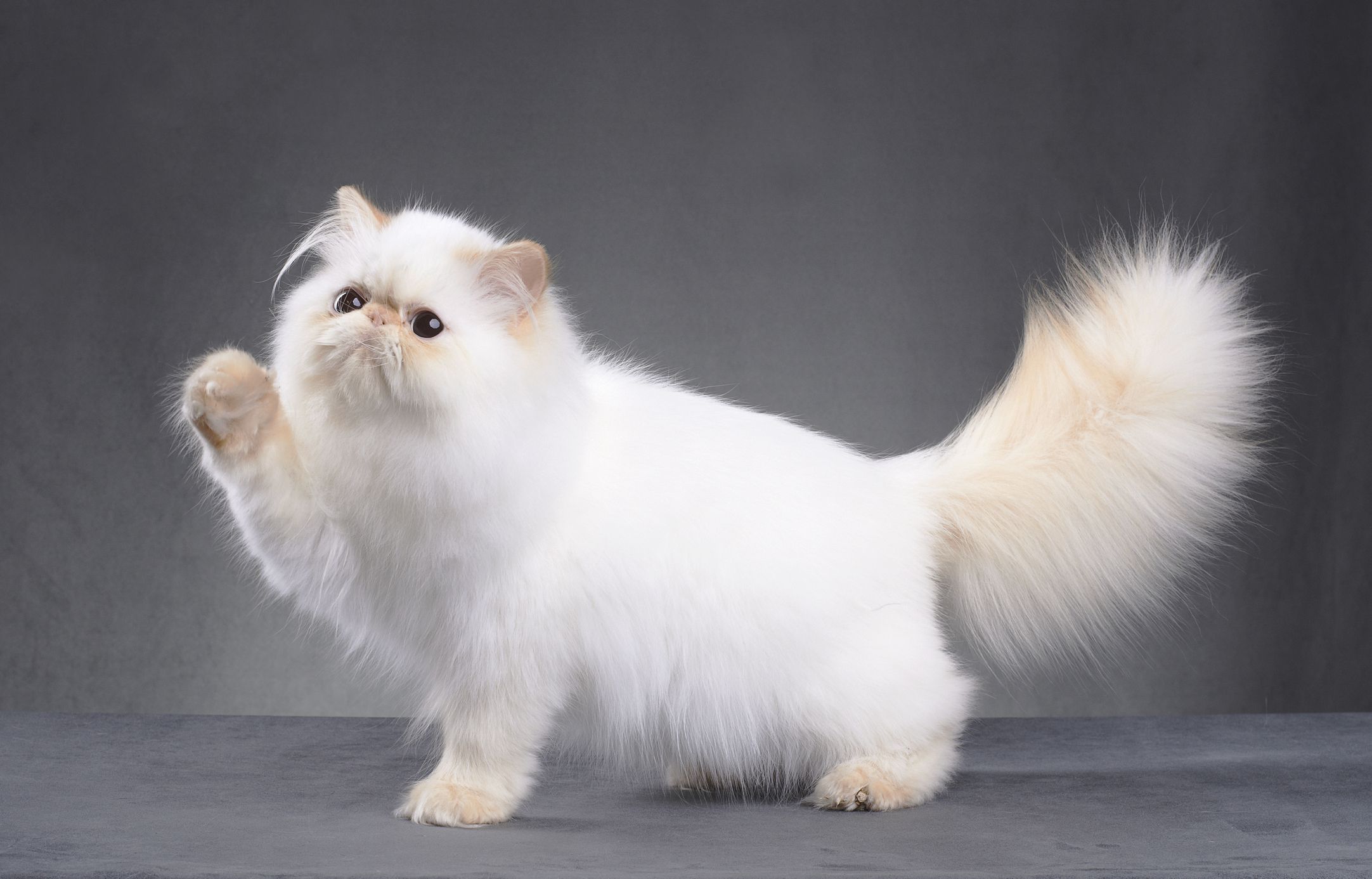 Persian (modern)
