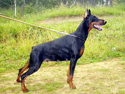 Nestle Malin Uta Una | Black Doberman Pinscher