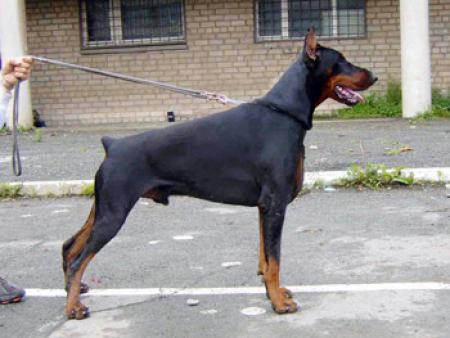 Bayazet iz Doma Domeni | Black Doberman Pinscher