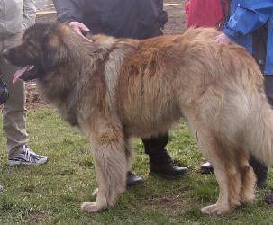 Aldan v. Wolfsblut | Leonberger 