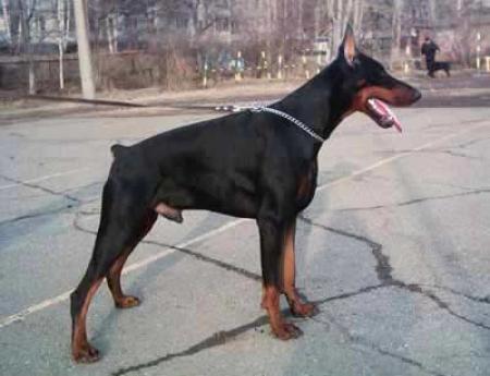 Baskerville iz Doma Domeni | Black Doberman Pinscher