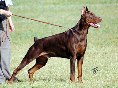 Brussel iz Doma Domeni | Brown Doberman Pinscher