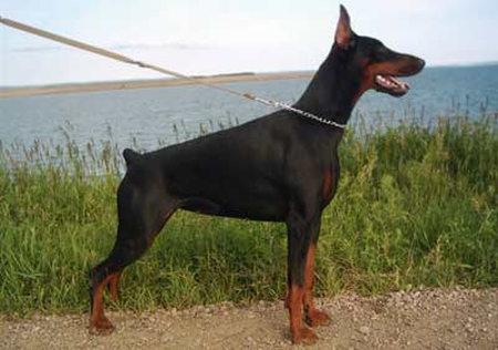 Barcelona iz Doma Domeni | Black Doberman Pinscher