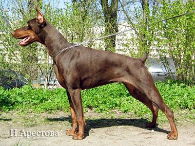 Bjork iz Doma Domeni | Brown Doberman Pinscher