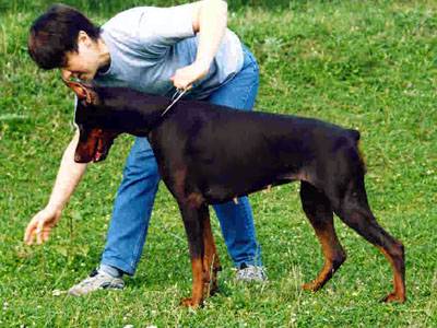 Ornella iz Doma Domeni | Brown Doberman Pinscher