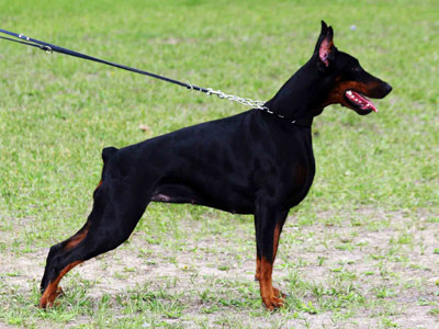 Faruda Speranto Imagen Imbra | Black Doberman Pinscher