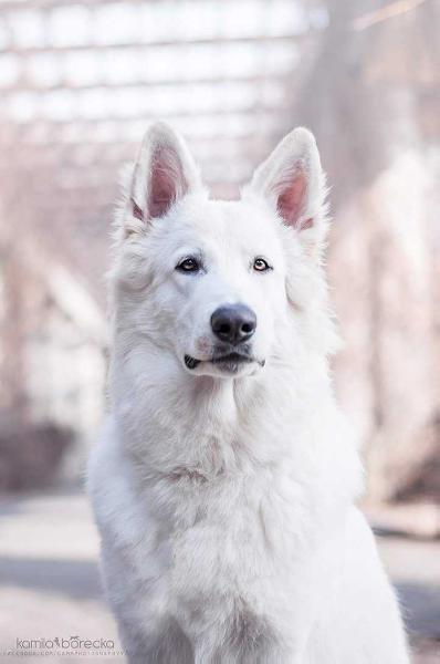 Venus' Garden (FCI) ASAKI | White Swiss Shepherd Dog 