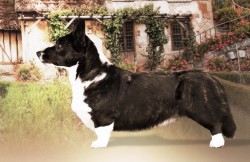 Teremok Klassika Zhanra | Cardigan Welsh Corgi 